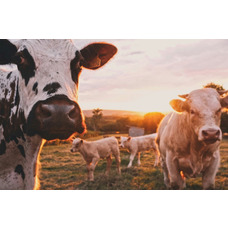 У 2024 році прогнозується збільшення прибутковості рослинництва